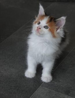 Main Coon Kitten - Witten