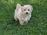 Maltipoo Welpen - Uplengen
