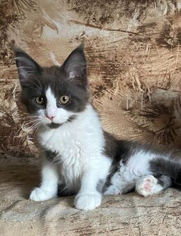 Maine coon Mädchen mit Stammbaum - Erkelenz