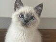 British katzen in 42327