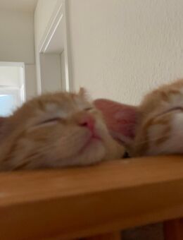 2 orange kitten abzugeben in liebevolle Hände - Visselhövede