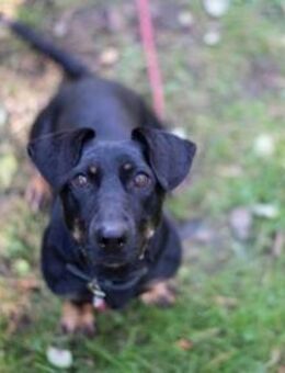 Larina, kl. Hündin mit großem Herzen - Neuhausen (Spree)