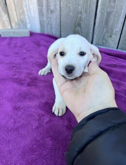 Labi Mix Welpin lilya - Leipzig