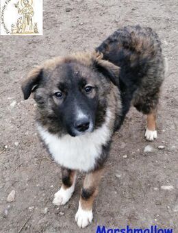 Marshmallow mit dem schönen Gesicht - Kissing