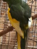 Junge Ziegensittiche in 72820