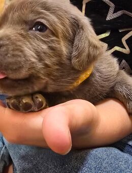 Reinrassige Labrador Welpen in silber und gelbmit Ahnentafel - Metzingen