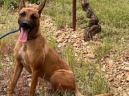 Nelly eine sportliche Malinoishündin - Lübeck