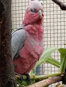 Rosa-Kakadus in 01454