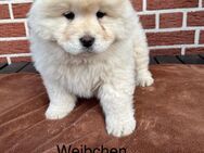 Chow Chow mix Welpen - Ankum