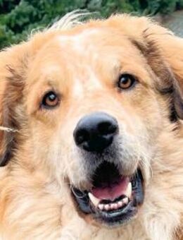 ZEUS - auf PS in NRW - Regensburg