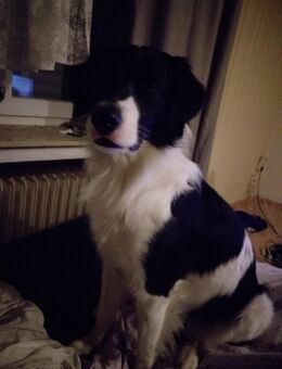 Biete Essie rüde 4jahre zu Deckung an - Bramsche