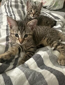 Wunderschöne katzen babys - Freiburg (Breisgau)