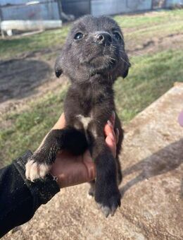 B699 zartes Hundemädchen sucht dich - Neuberg