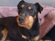 🐾❤️Regina ❤️🐾 sucht ihr Zuhause - Freilassing