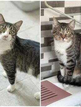 🆘 Notfall ❤️ Brüder Asterix & Obelix ❤️ - Eislingen (Fils)