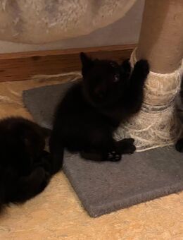 British Kurzhaar Kitten BKH - München Schwanthalerhöhe