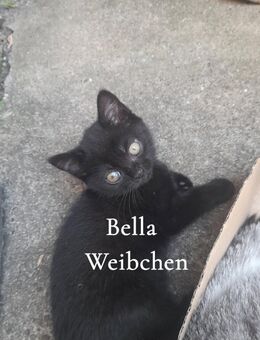 Süße kitten suchen ein Zuhause - Bonn