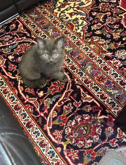 Bkh Geschwister kitten - Essen