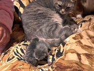 Britisch Kurzhaar kitties - Wolfenbüttel
