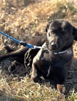 HOPE - sucht verständnisvolles Zuhause - Kempen