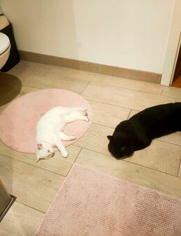 Blacky und Blanco suchen neues Zuhause - Nürnberg