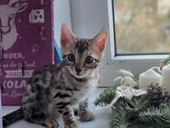 Bengal Kitten männlich - Hamburg