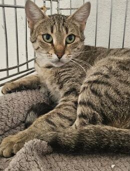 Myria braucht Sicherheit 🐱 - München