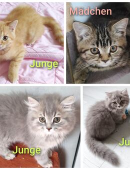 Bkh/Blh Kitten Abgabebereit - Wuppertal