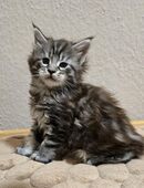 Maine Coon Kater mit Stammbaum in 41169