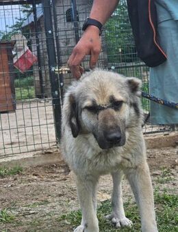 NINA sucht ihre Familie - Bissingen