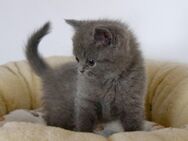 Noch 1 knuffiges Britisch Kurzhaar BKH Mädchen Kitten blau sucht ein neues Zuhause - Poppenhausen