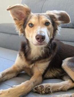 CANELO, m., kastr., Mischling, 43 cm - Sipplingen