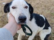 Mex Gutmütiger Hundemann, ca 8 Jahre - Vaterstetten