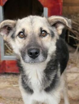 Sanfter, lieber Shiro - Kallmünz