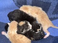 5 süße Kitten zu vermitteln - Helsa