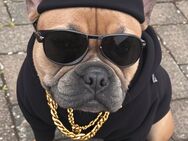 Französische Bulldogge - Riedstadt