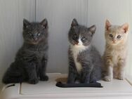 Edelmix Katzenbabys BKH x Russisch Blau Kitten - Wischhafen