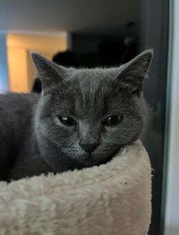 Liebevolle Britisch Kurzhaar Kitte - Baesweiler