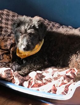 Aussiedoodle Welpen (jetzt Abgabebereit) - Langenbach (Rheinland-Pfalz)
