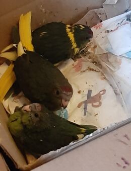 Ziegensittich Babys zu verkaufen. - Haunetal