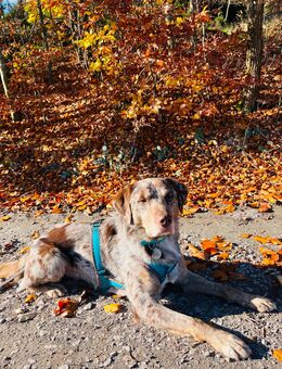 Labrador Mix Rüde abzugeben - Saalfeld (Saale)