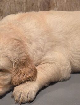Goldene Retriever Welpen - Ruppichteroth