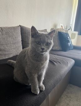 BKH Kitten Kater 5 Monate Alt - Wuppertal