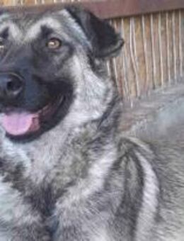 Mandri - die Aufgeschlossene 🐾 - Elsdorf (Nordrhein-Westfalen)