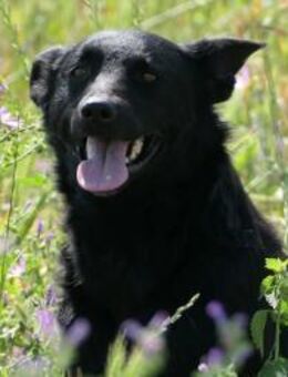 Uwine sucht geduldige Menschen - Kallmünz