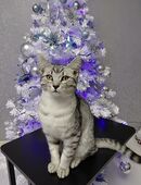 Sibirische Waldkatze, Neva Masquarade in 27245