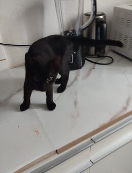 Liebevoller Kater-Kitten sucht ein Zuhause - Bergisch Gladbach