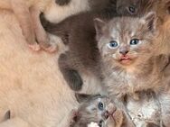Bkh kitten - Wesseling