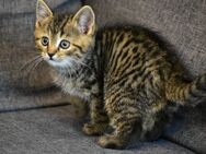 Liebe und verschmuste BKH Maincoon Mix kitten - Korschenbroich