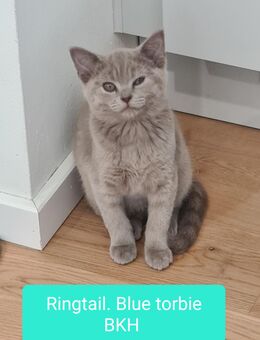 reine BKH Kitten suchen neues Zuhause - Bamberg